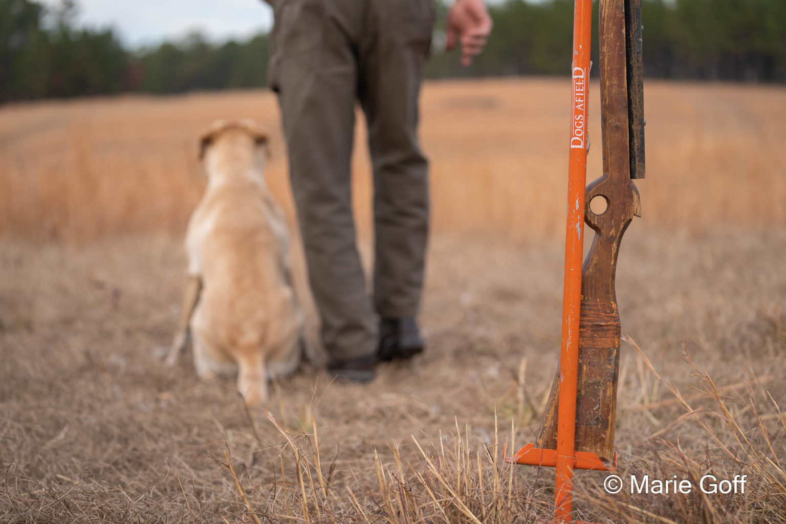 Retriever Dogs
