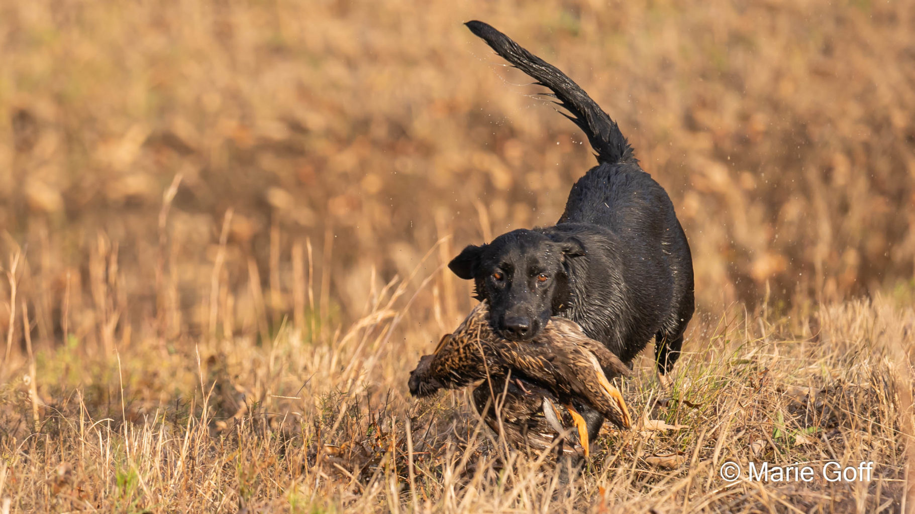 Retriever Dogs
