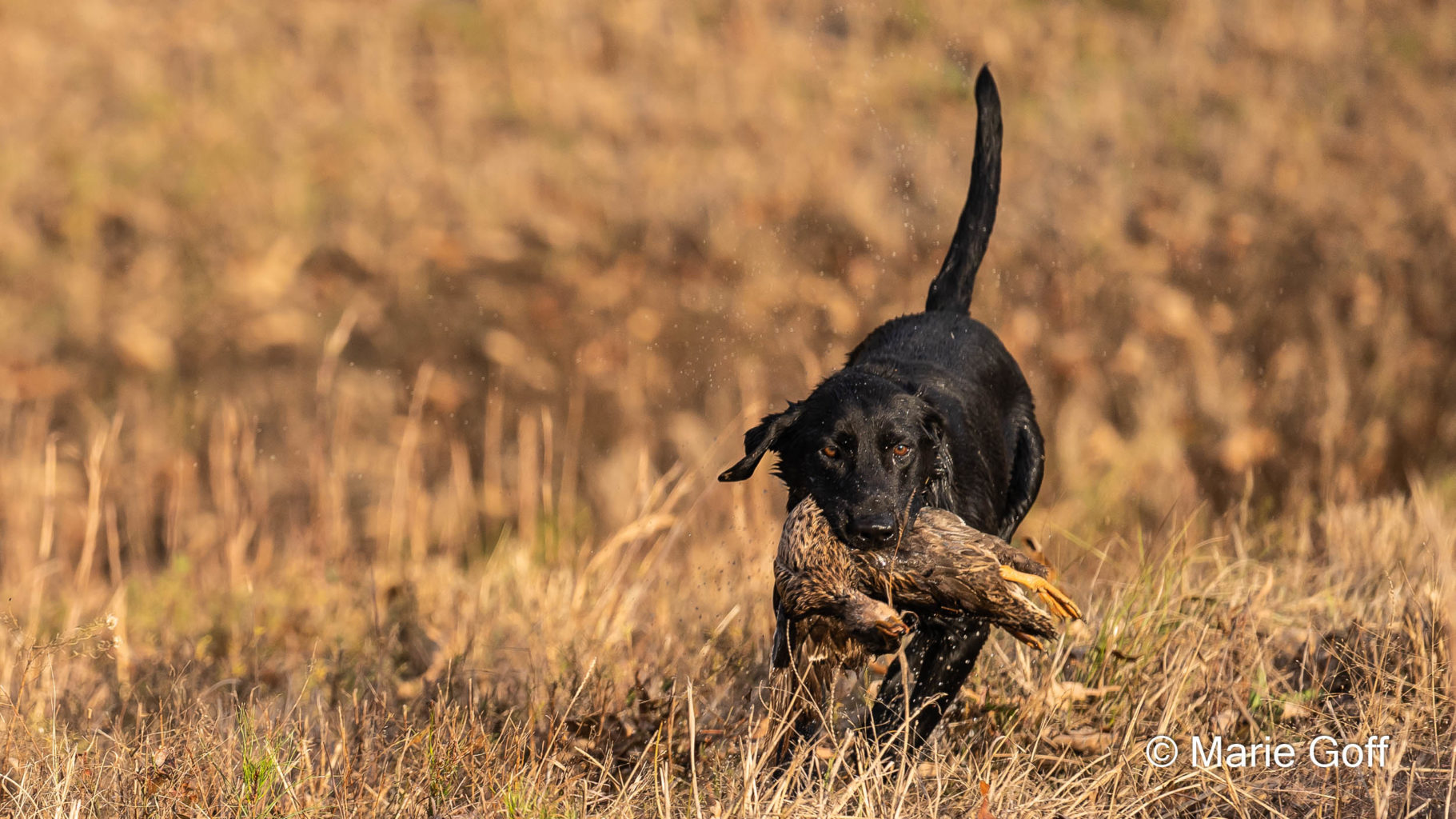 Retriever Dogs