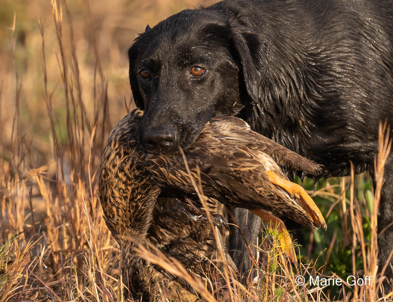 Retriever Dogs