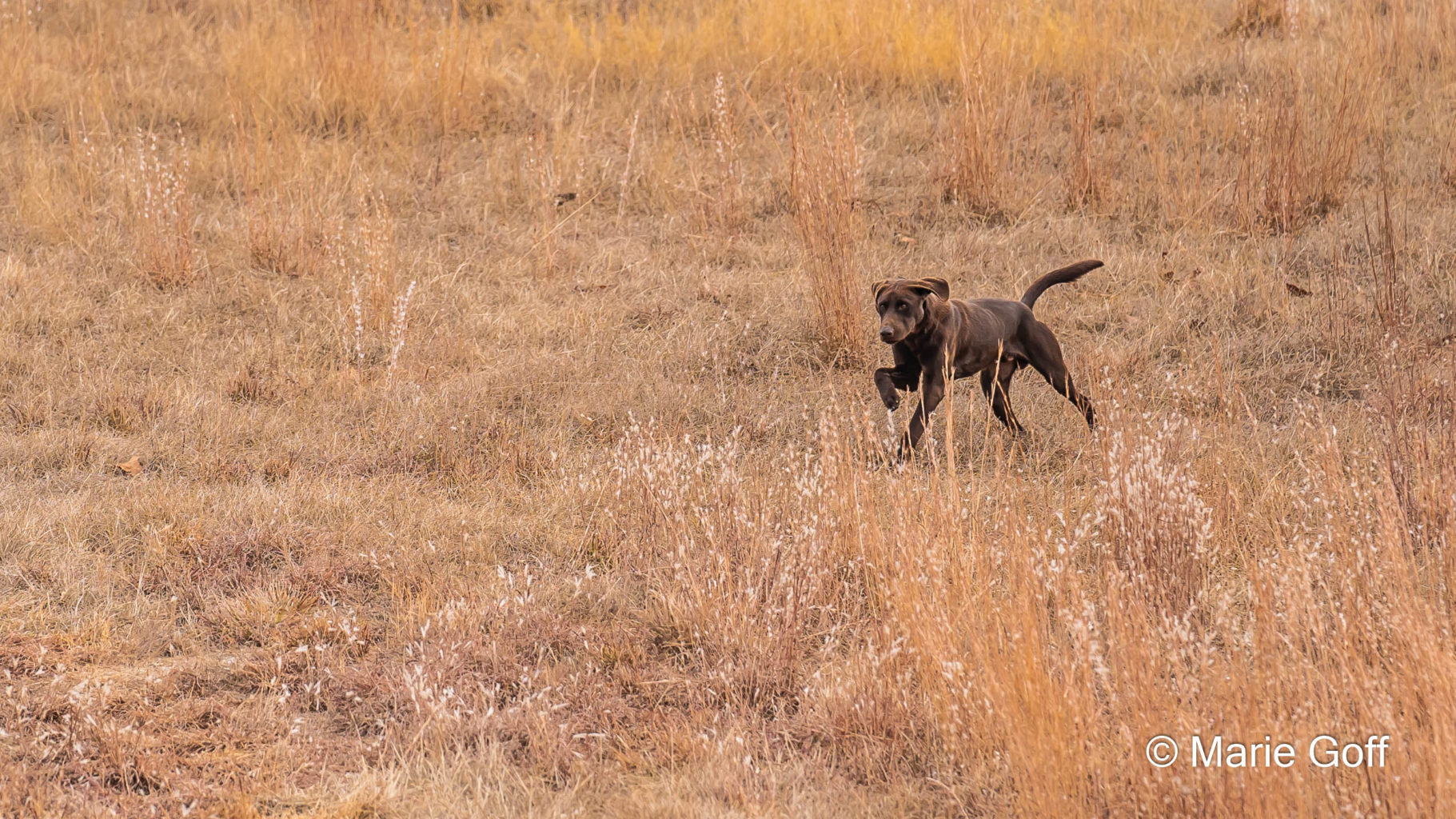 Retriever Dogs