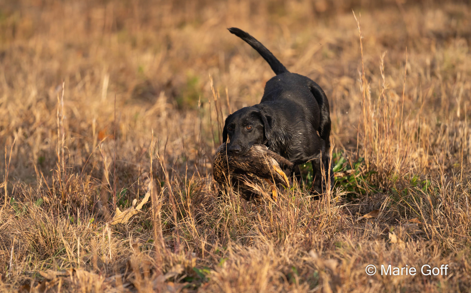 Retriever Dogs