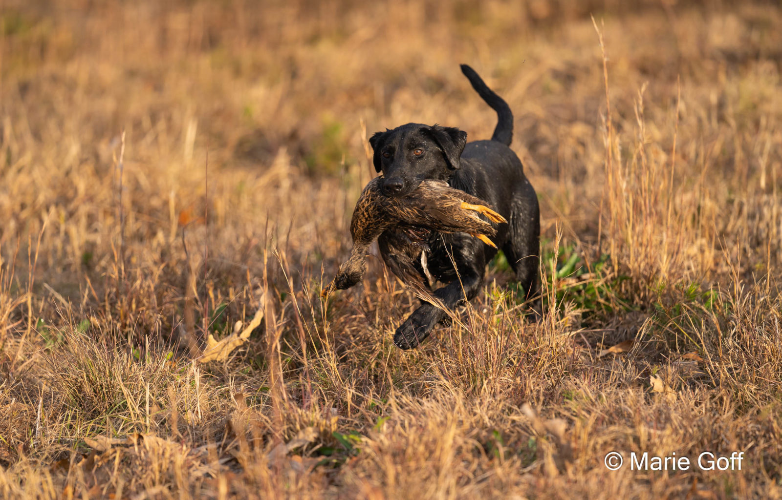 Retriever Dogs