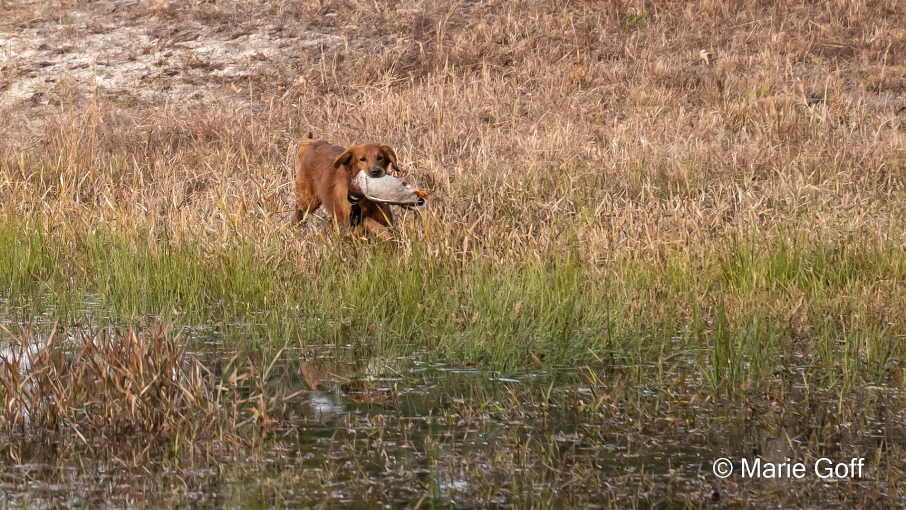 Retriever Dogs