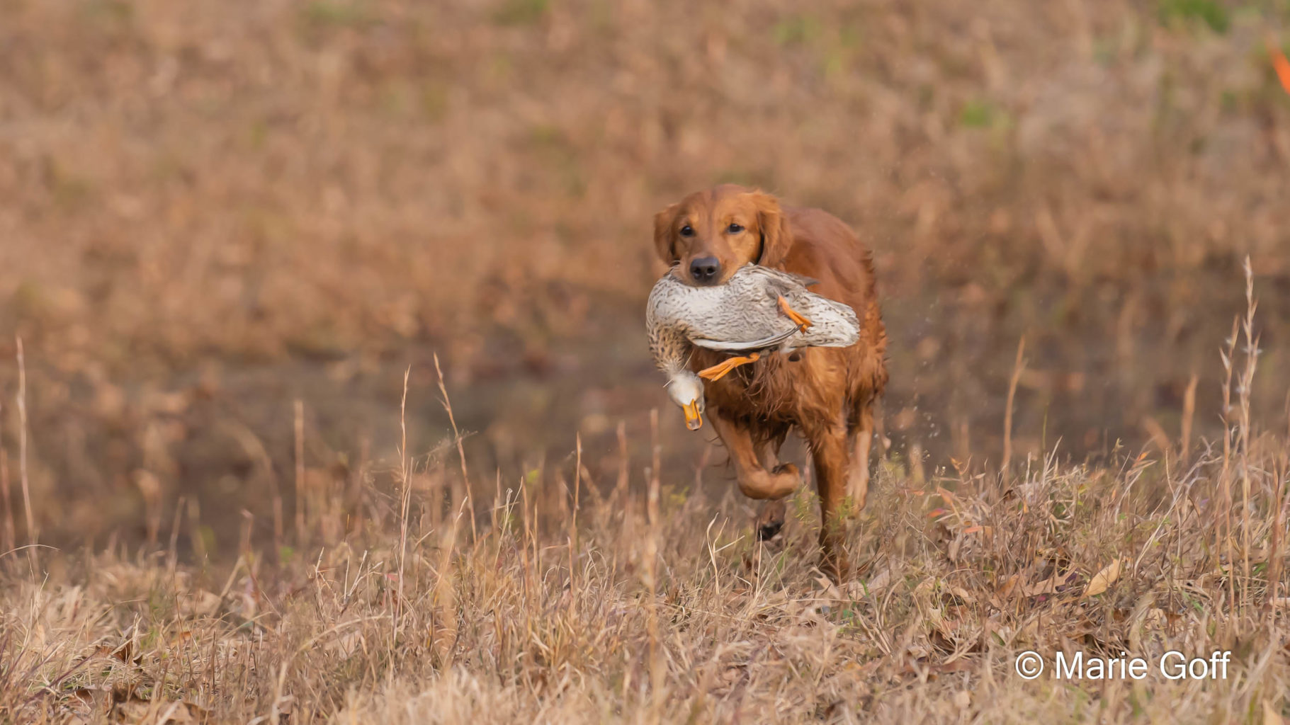 Retriever Dogs