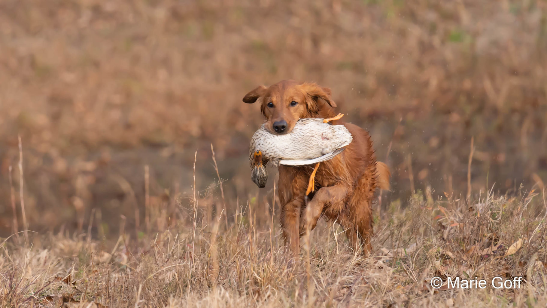 Retriever Dogs