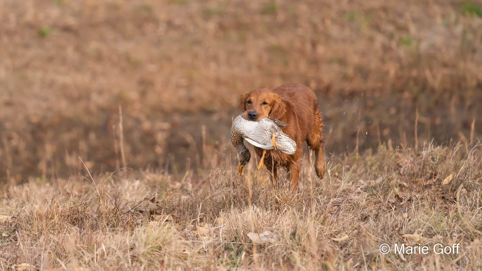Retriever Dogs