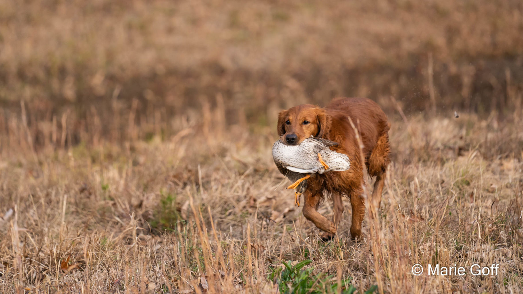 Retriever Dogs