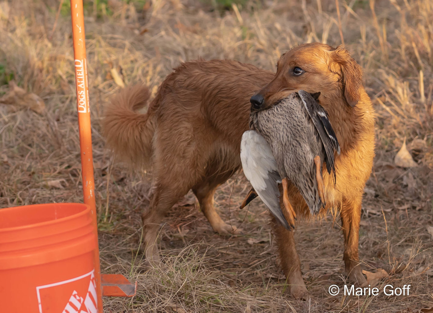 Retriever Dogs