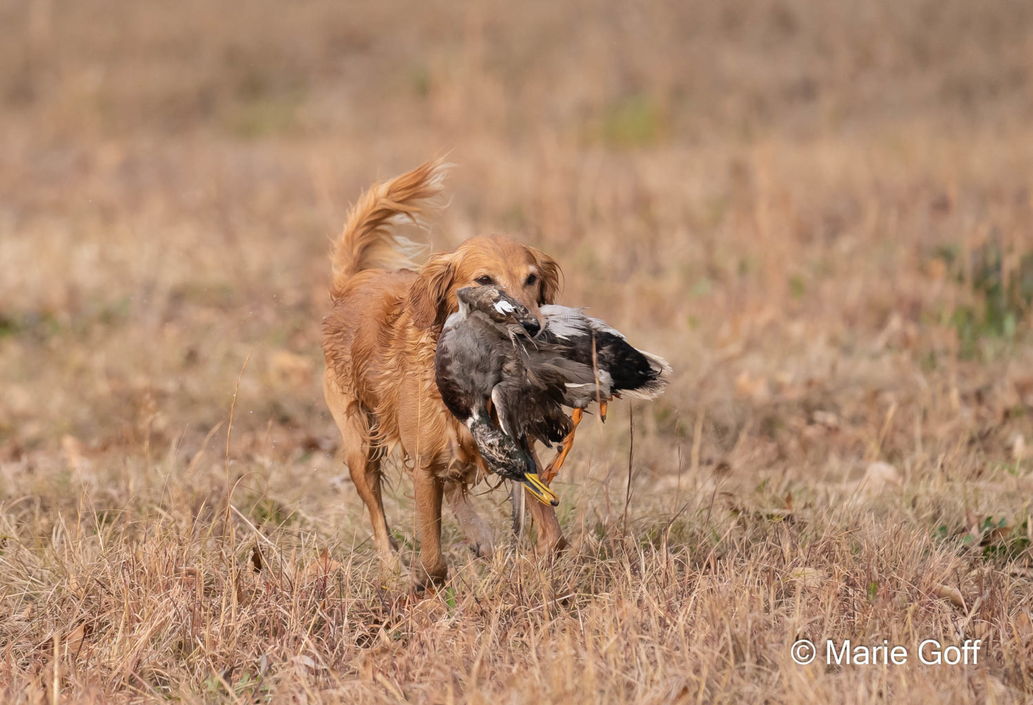 Retriever Dogs