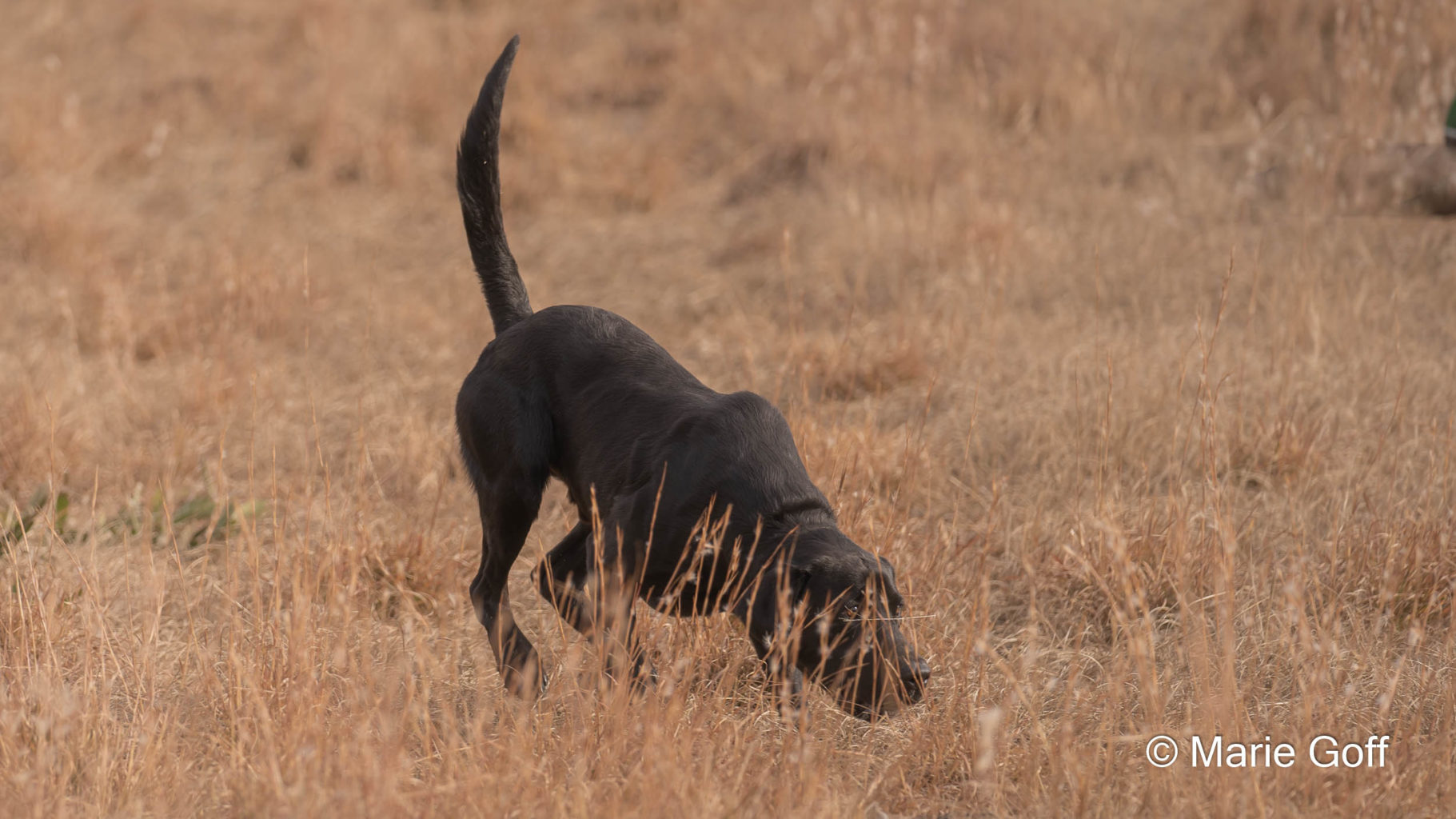 Retriever Dogs