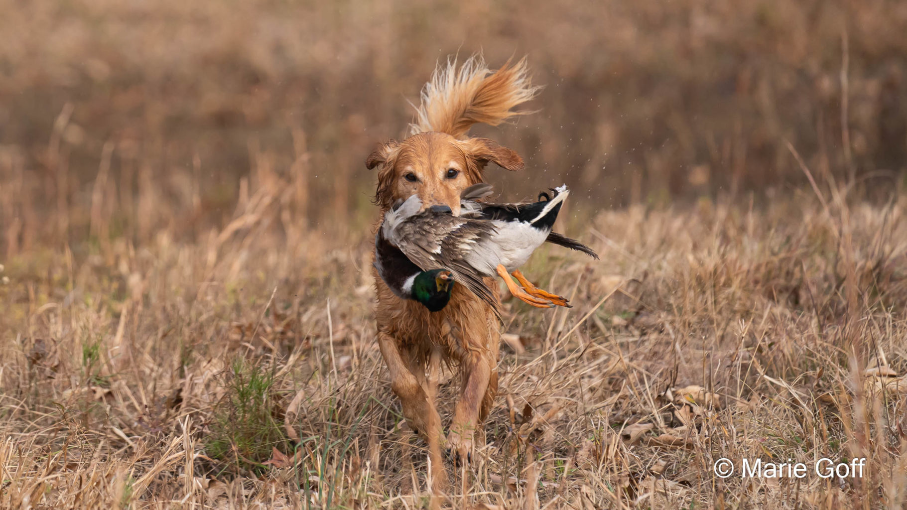 Retriever Dogs