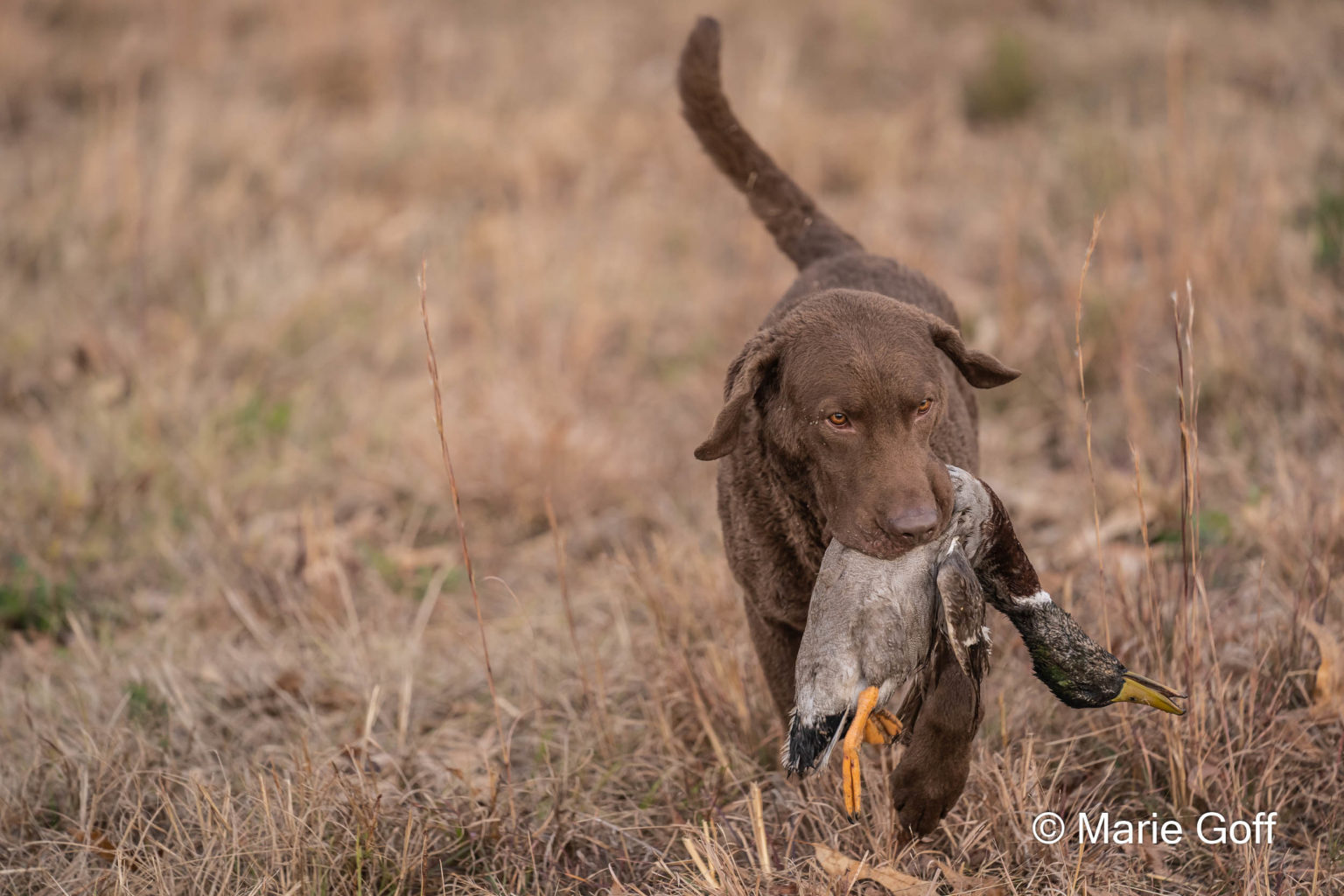 Retriever Dogs