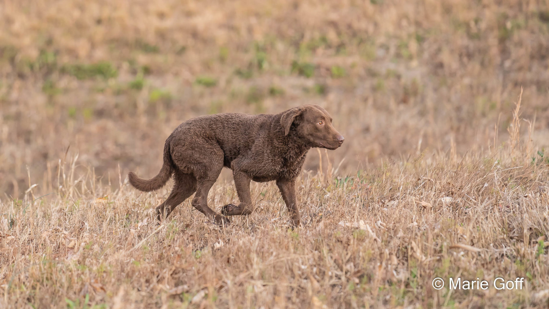 Retriever Dogs