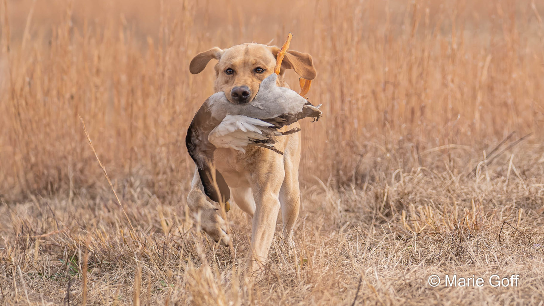 Retriever Dogs