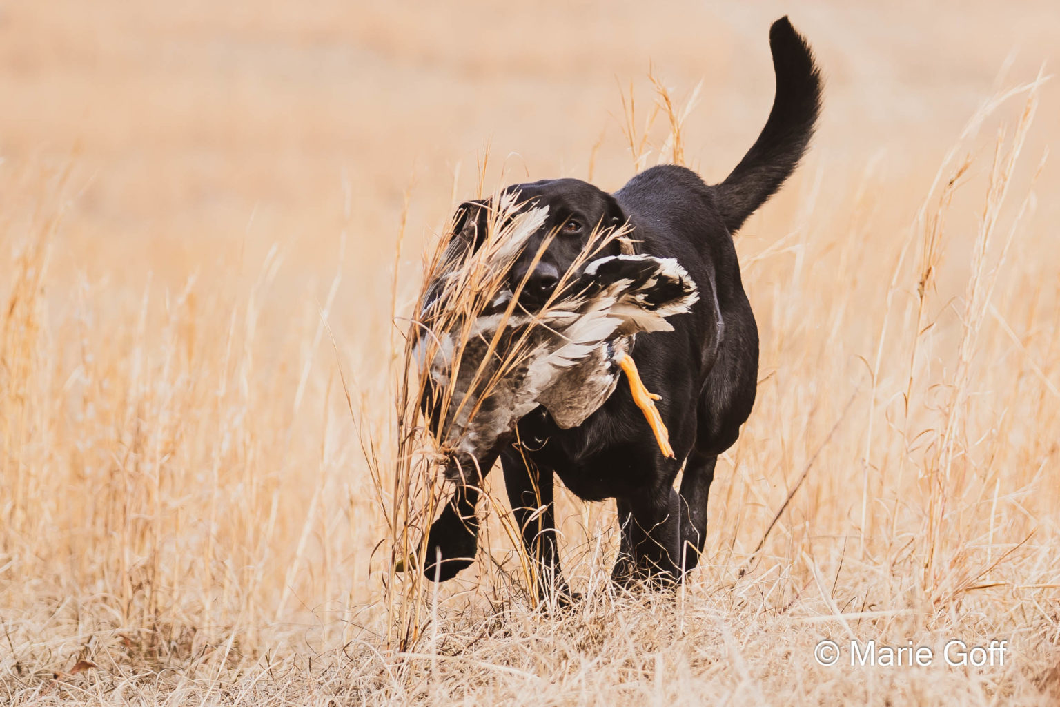 Retriever Dogs