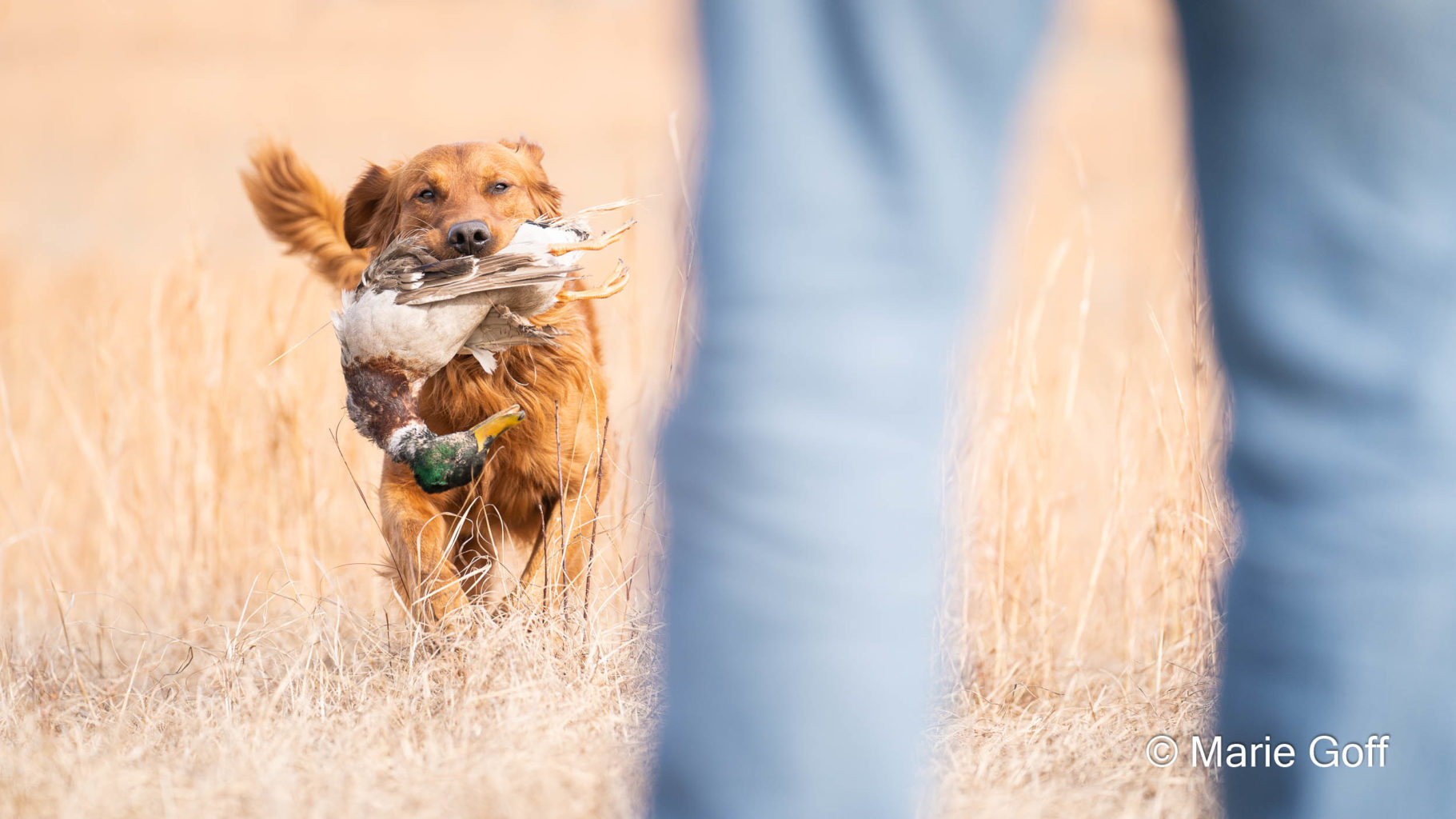 Retriever Dogs