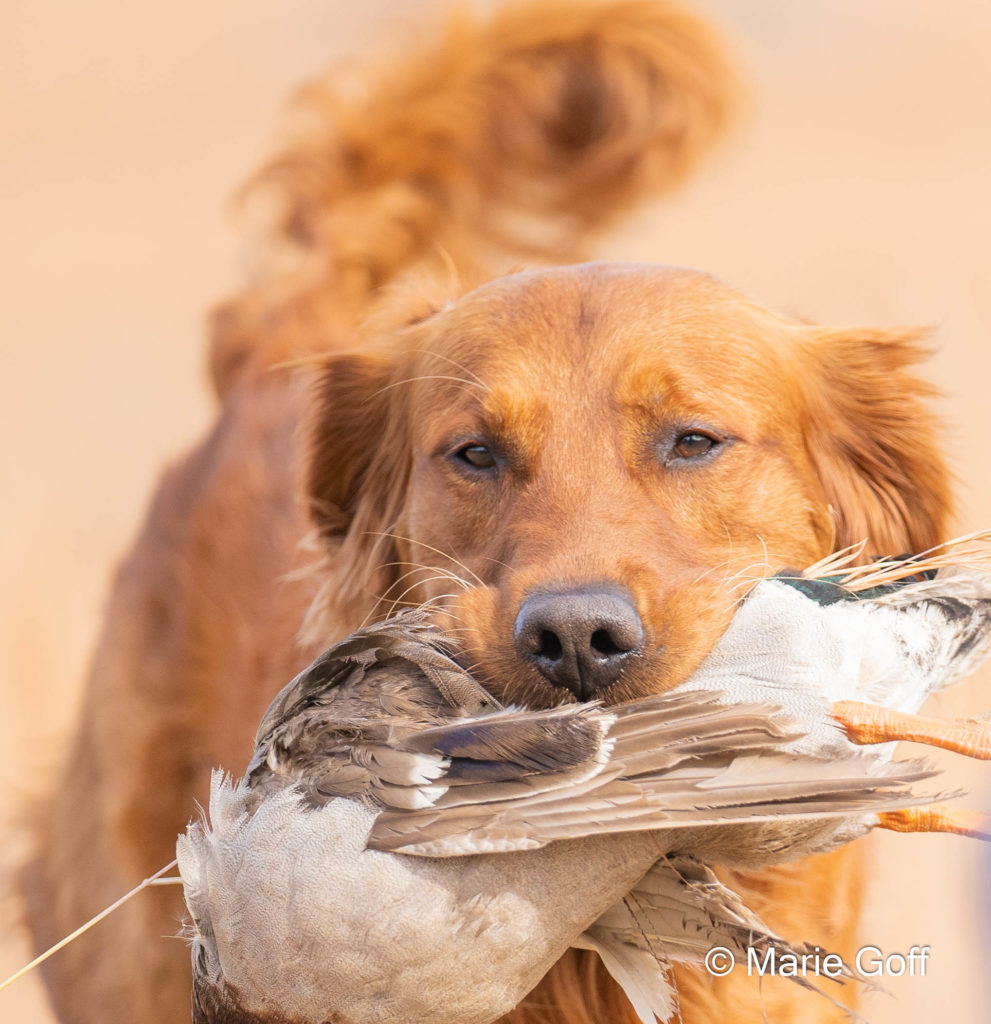 Retriever Dogs