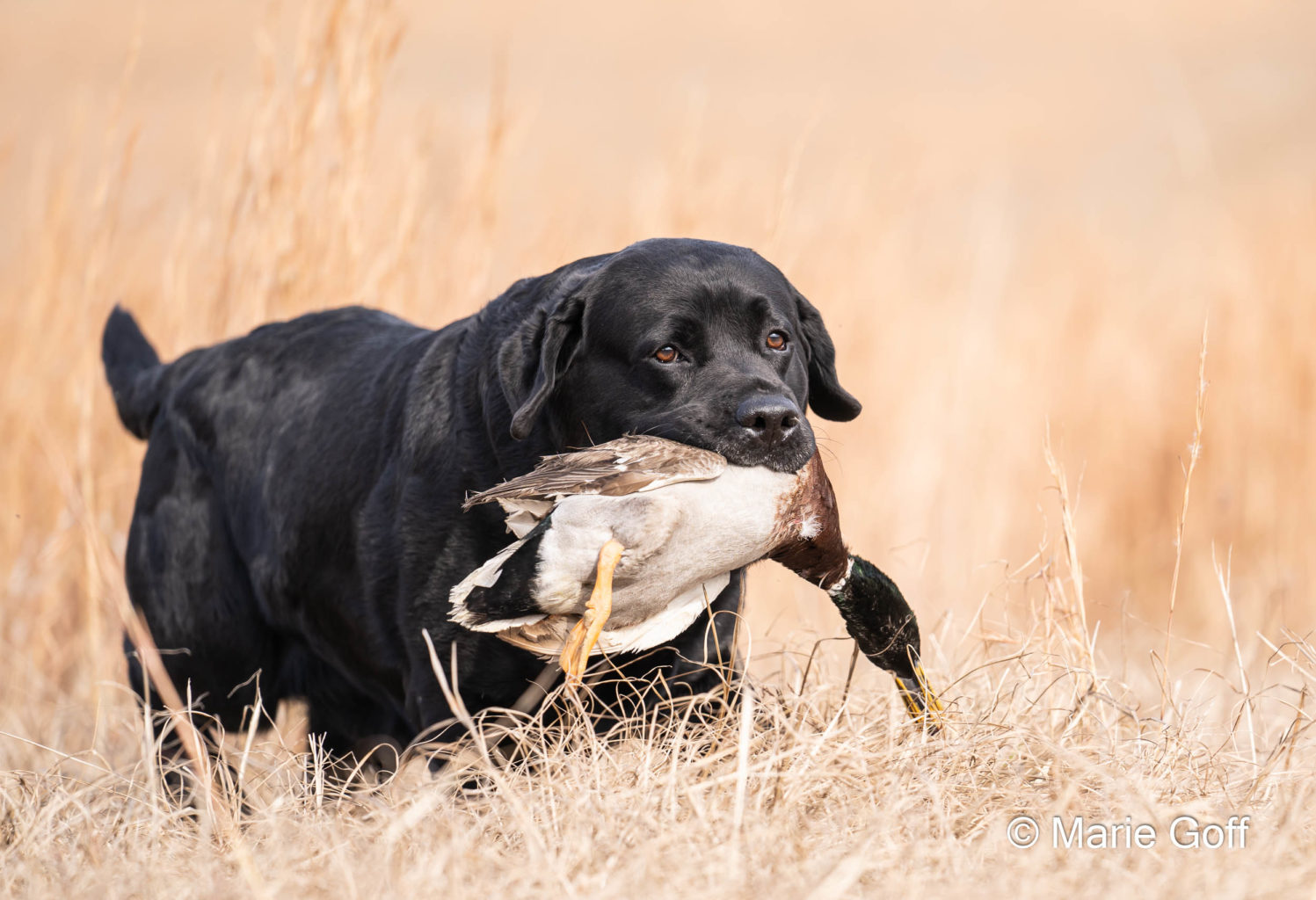 Retriever Dogs