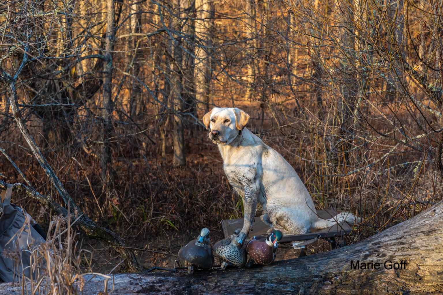 Retriever Dogs