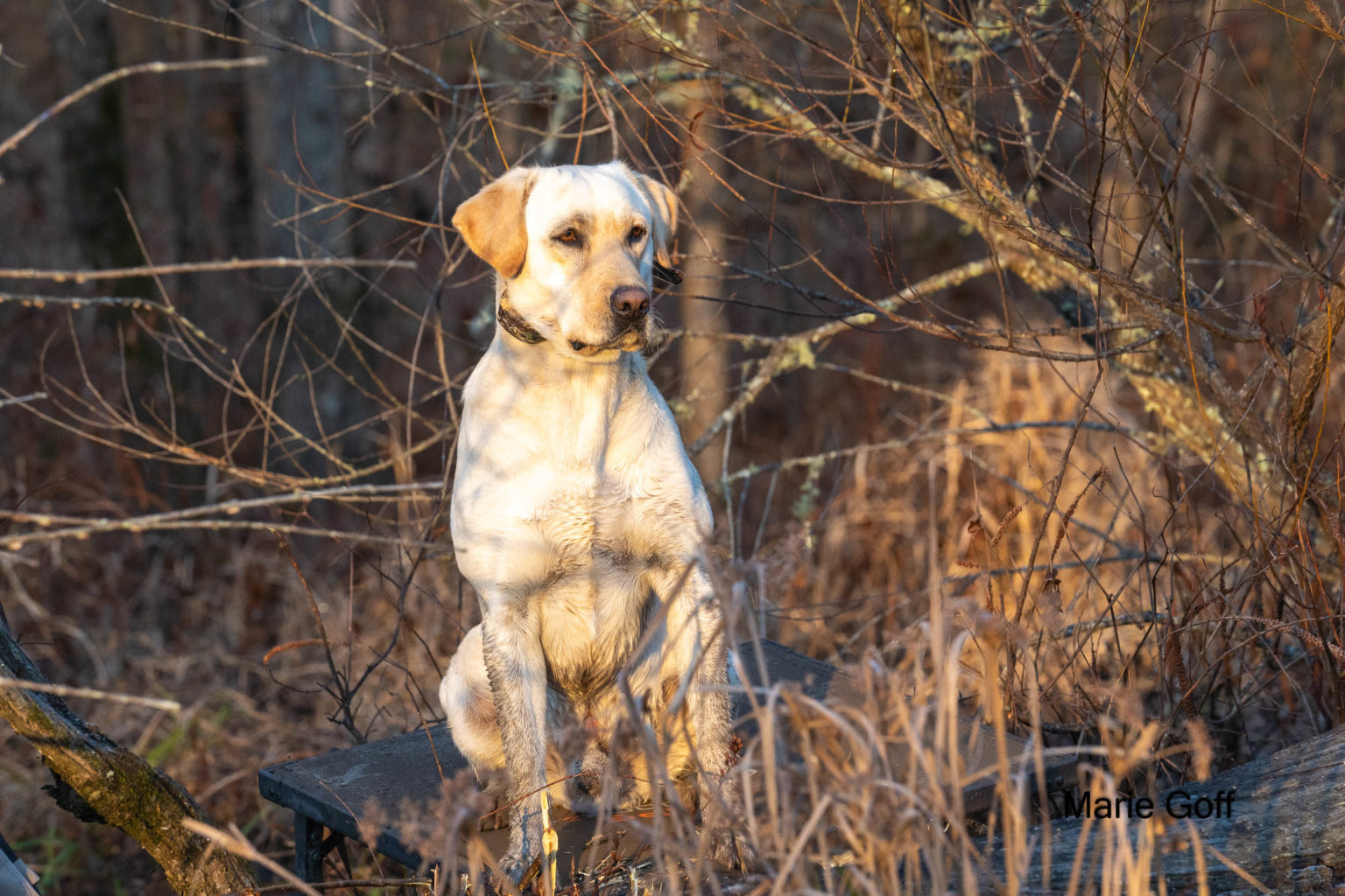 Retriever Dogs