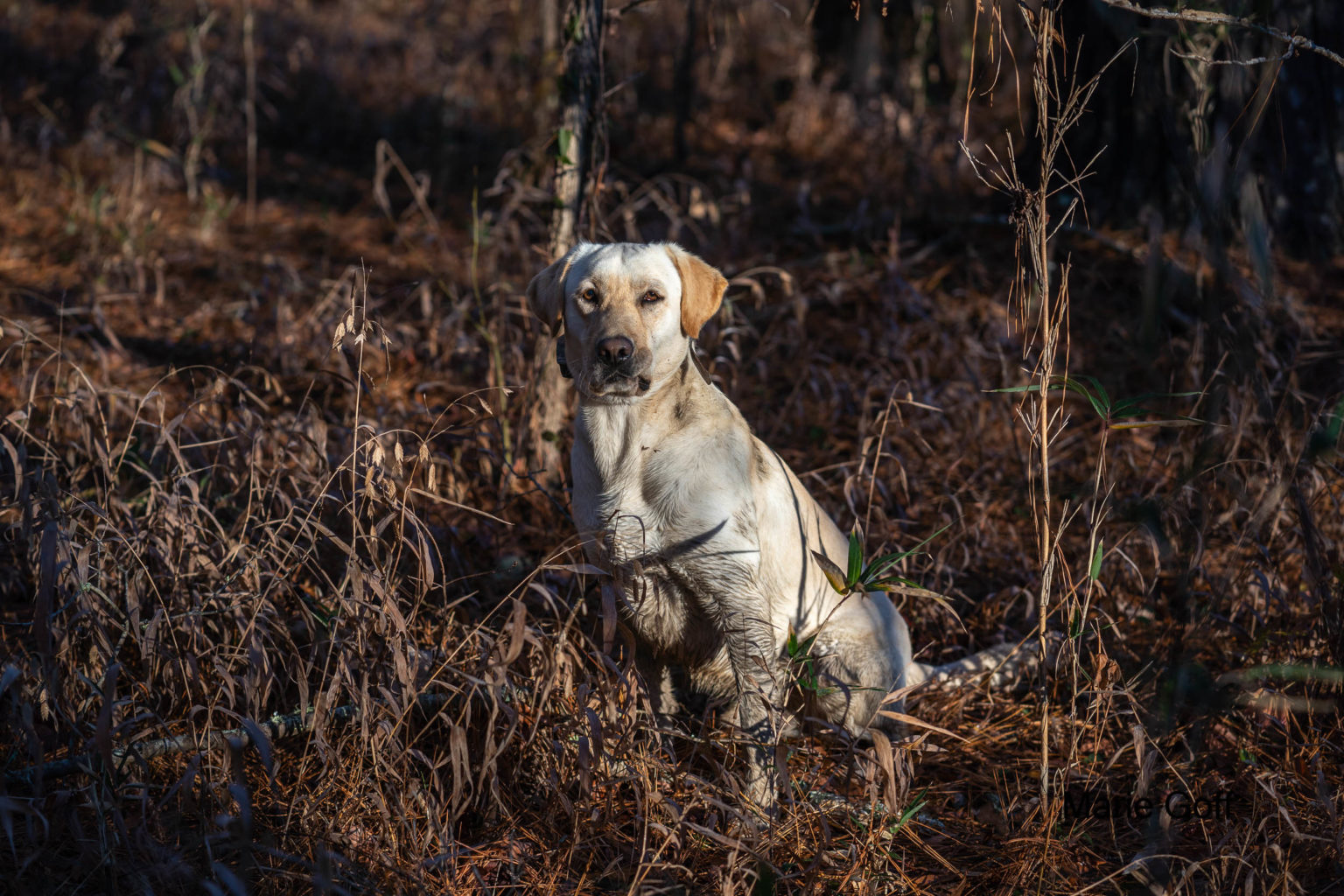 Retriever Dogs