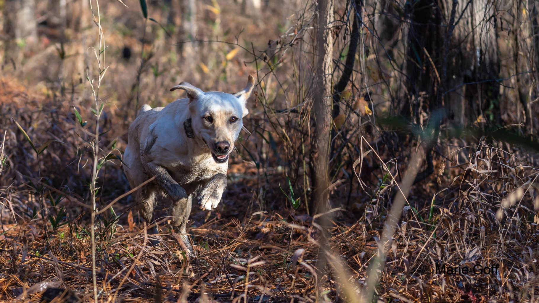 Retriever Dogs