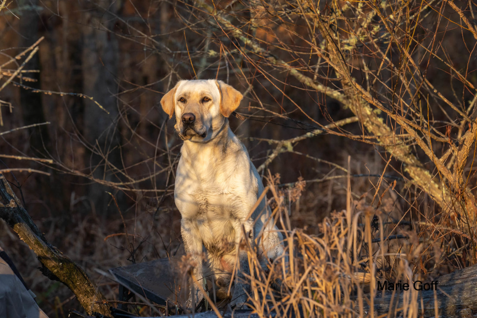 Retriever Dogs