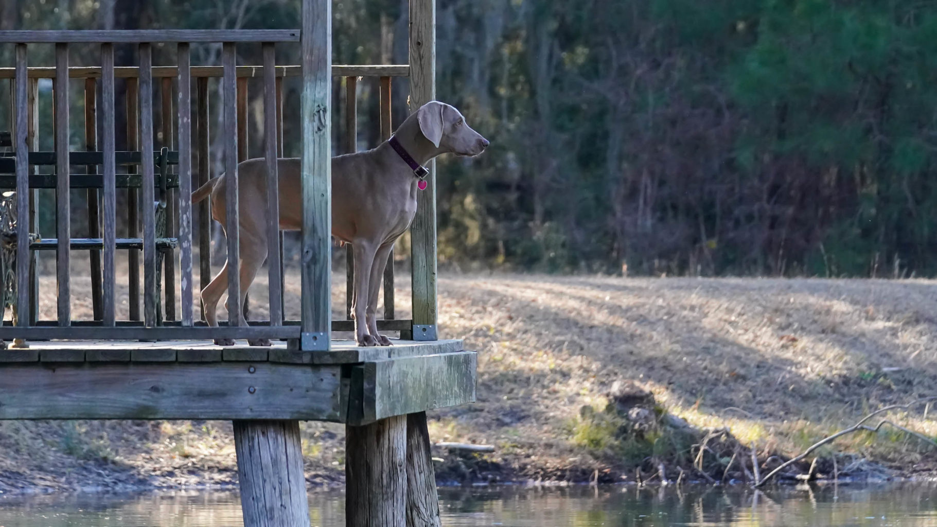 Retriever Dogs