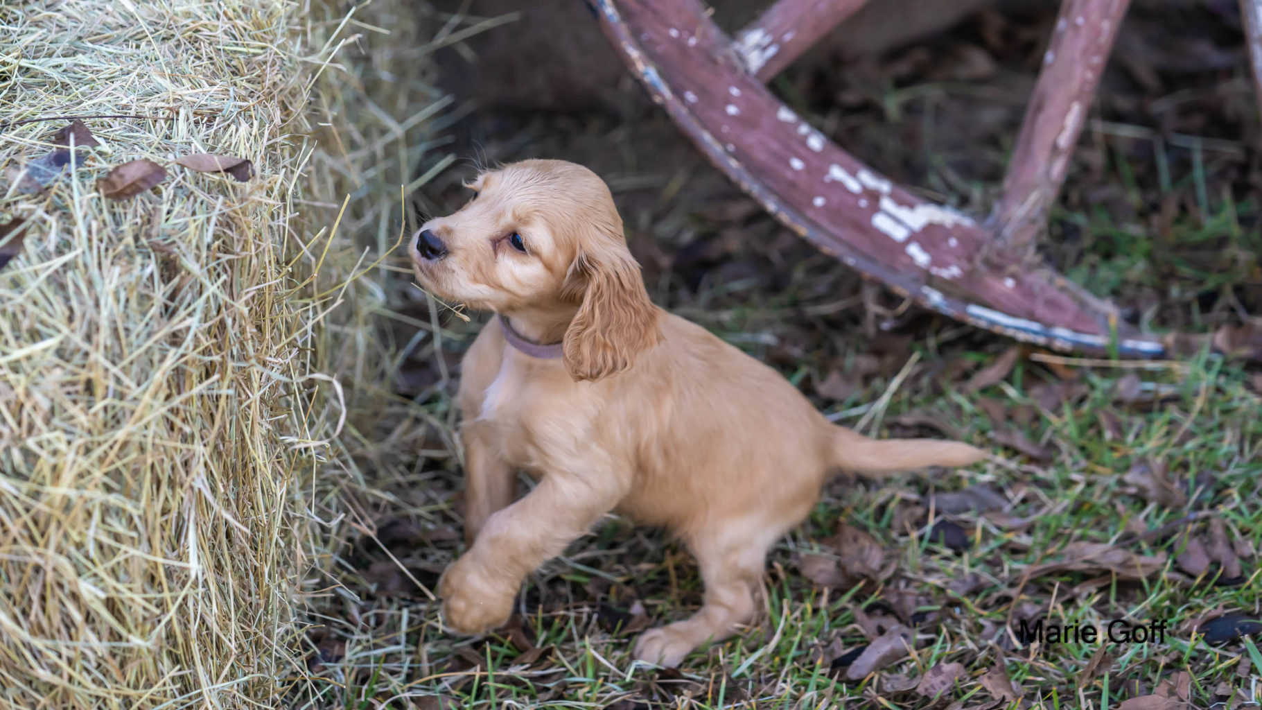 Gun Dog Puppies (Pocotaligo Kennel LLC)