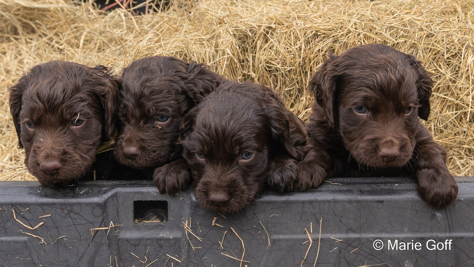 Gun Dog Puppies (Pocotaligo Kennel LLC)