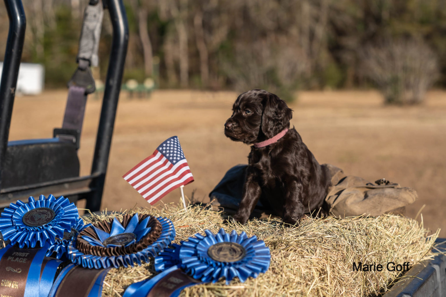 Gun Dog Puppies (Pocotaligo Kennel LLC)