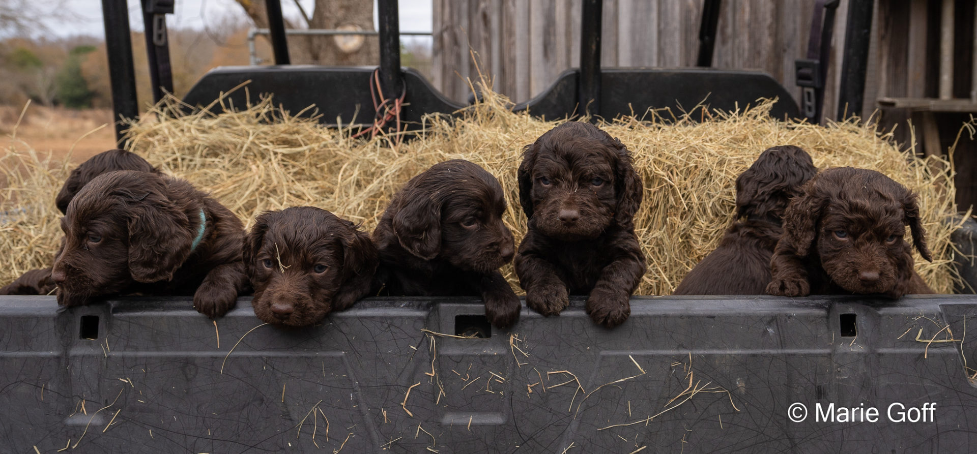Gun Dog Puppies (Pocotaligo Kennel LLC)