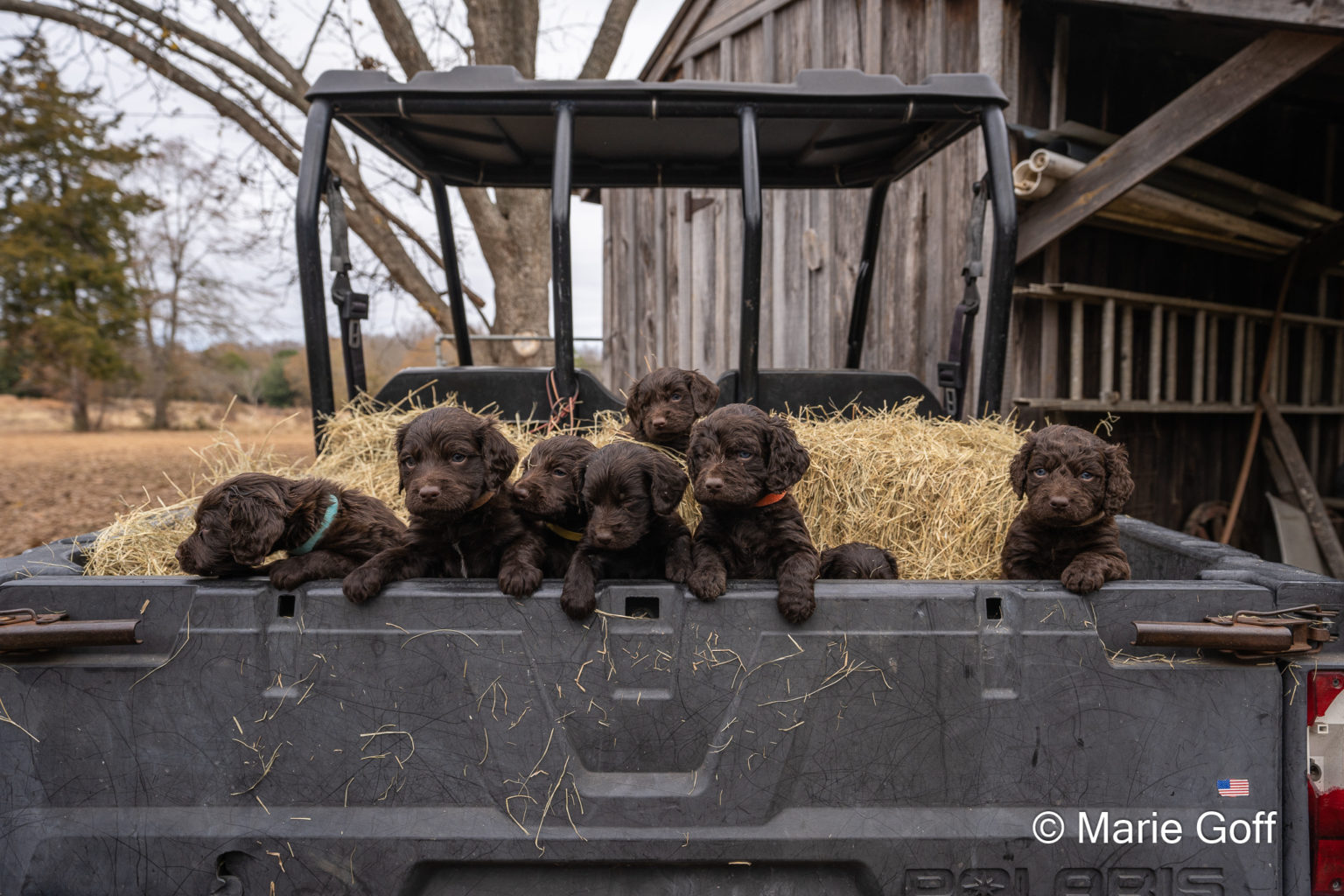 Gun Dog Puppies (Pocotaligo Kennel LLC)