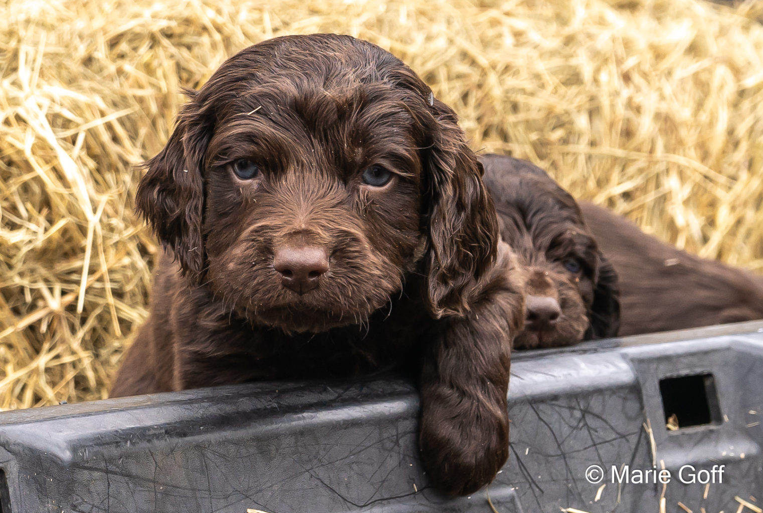 Gun Dog Puppies (Pocotaligo Kennel LLC)