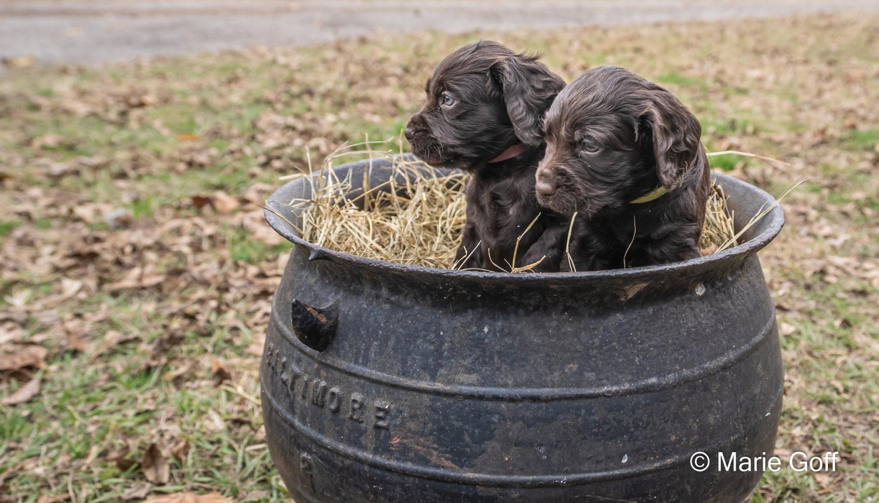 Gun Dog Puppies (Pocotaligo Kennel LLC)
