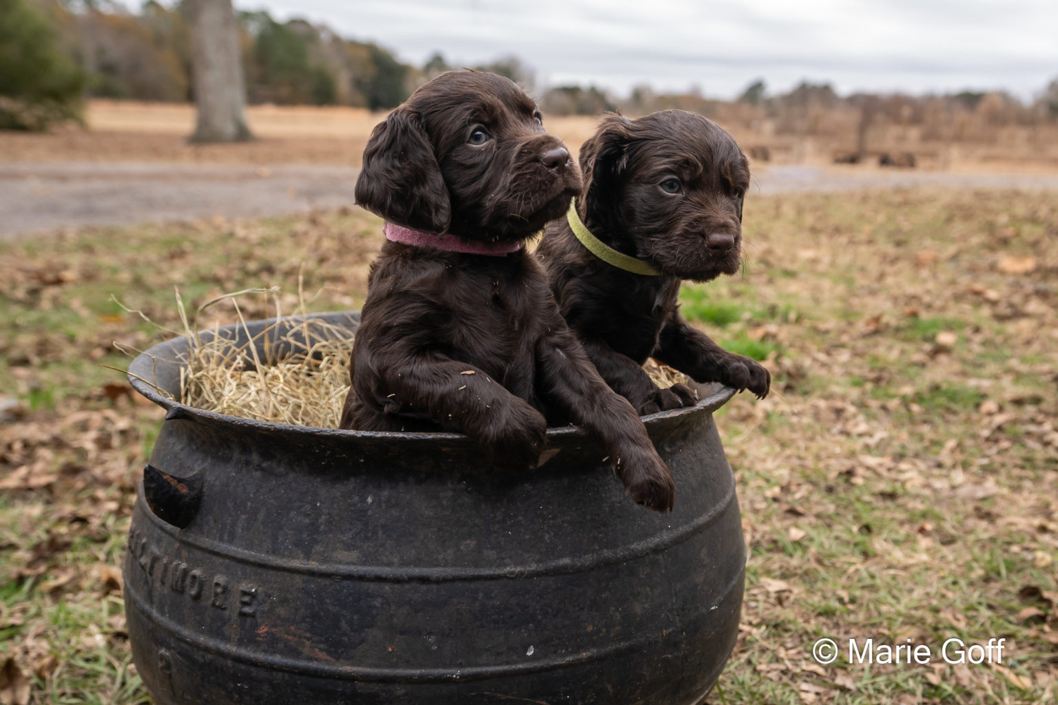 Gun Dog Puppies (Pocotaligo Kennel LLC)