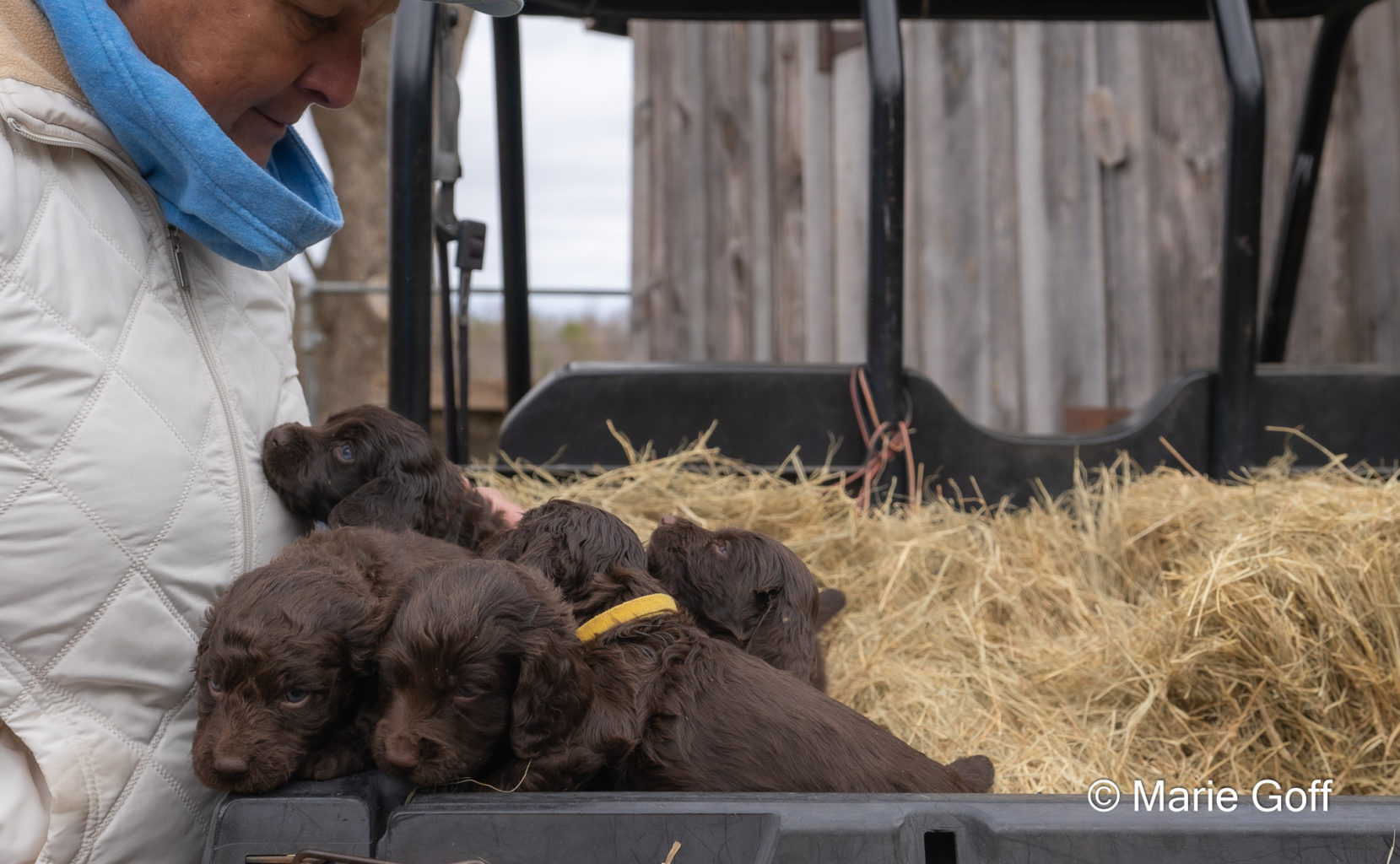 Gun Dog Puppies (Pocotaligo Kennel LLC)