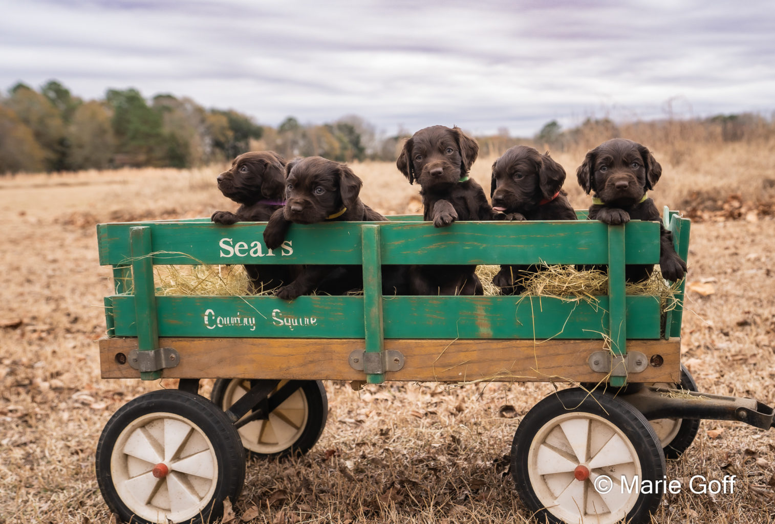 Gun Dog Puppies (Pocotaligo Kennel LLC)