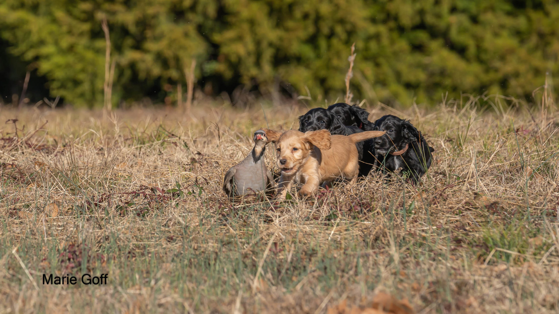 Gun Dog Puppies (Pocotaligo Kennel LLC)