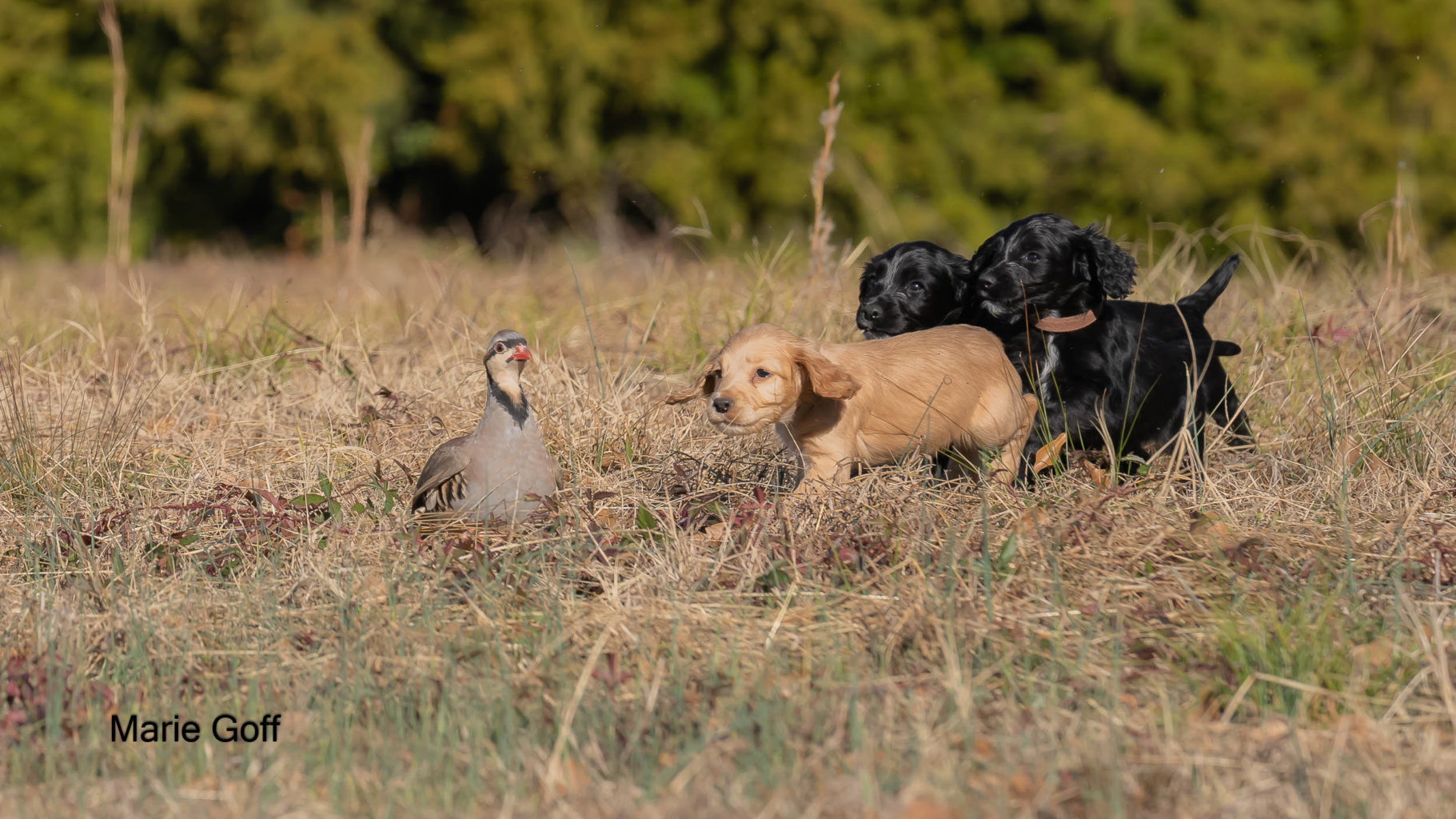 Gun Dog Puppies (Pocotaligo Kennel LLC)