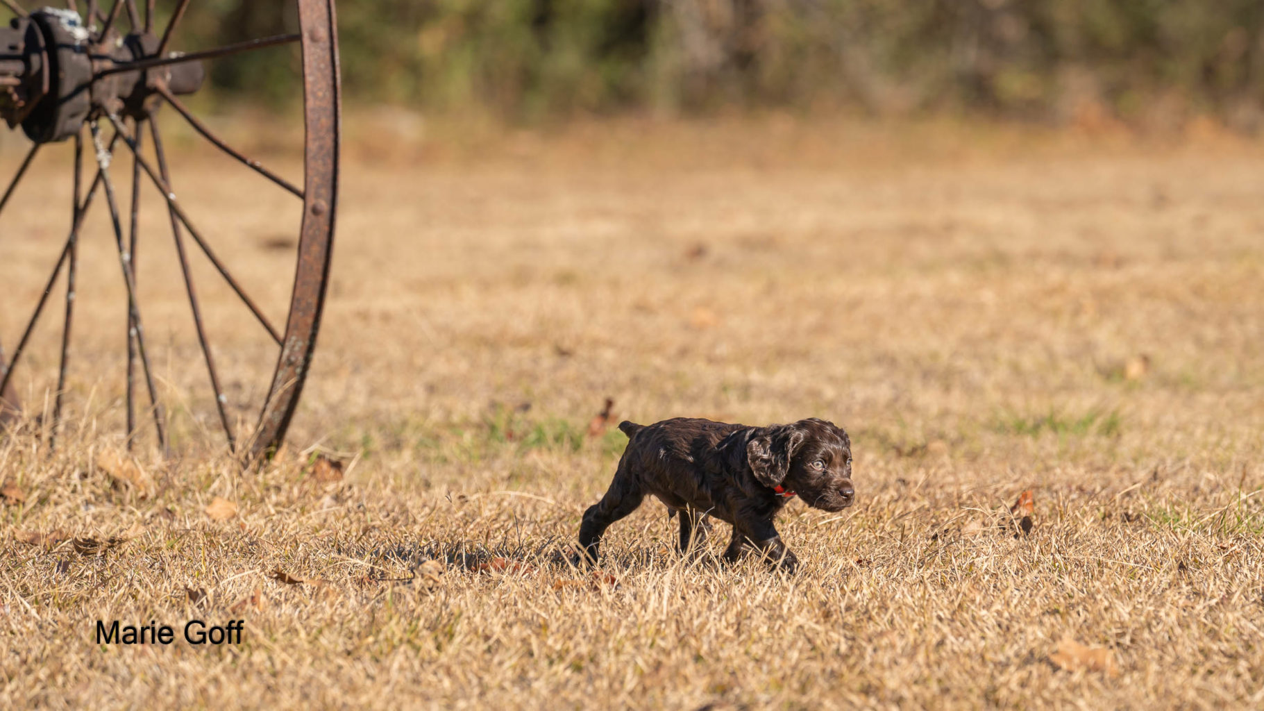 Gun Dog Puppies (Pocotaligo Kennel LLC)