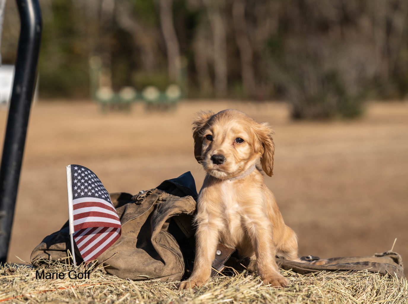 Gun Dog Puppies (Pocotaligo Kennel LLC)
