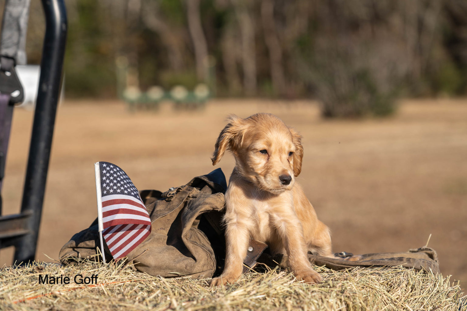Gun Dog Puppies (Pocotaligo Kennel LLC)