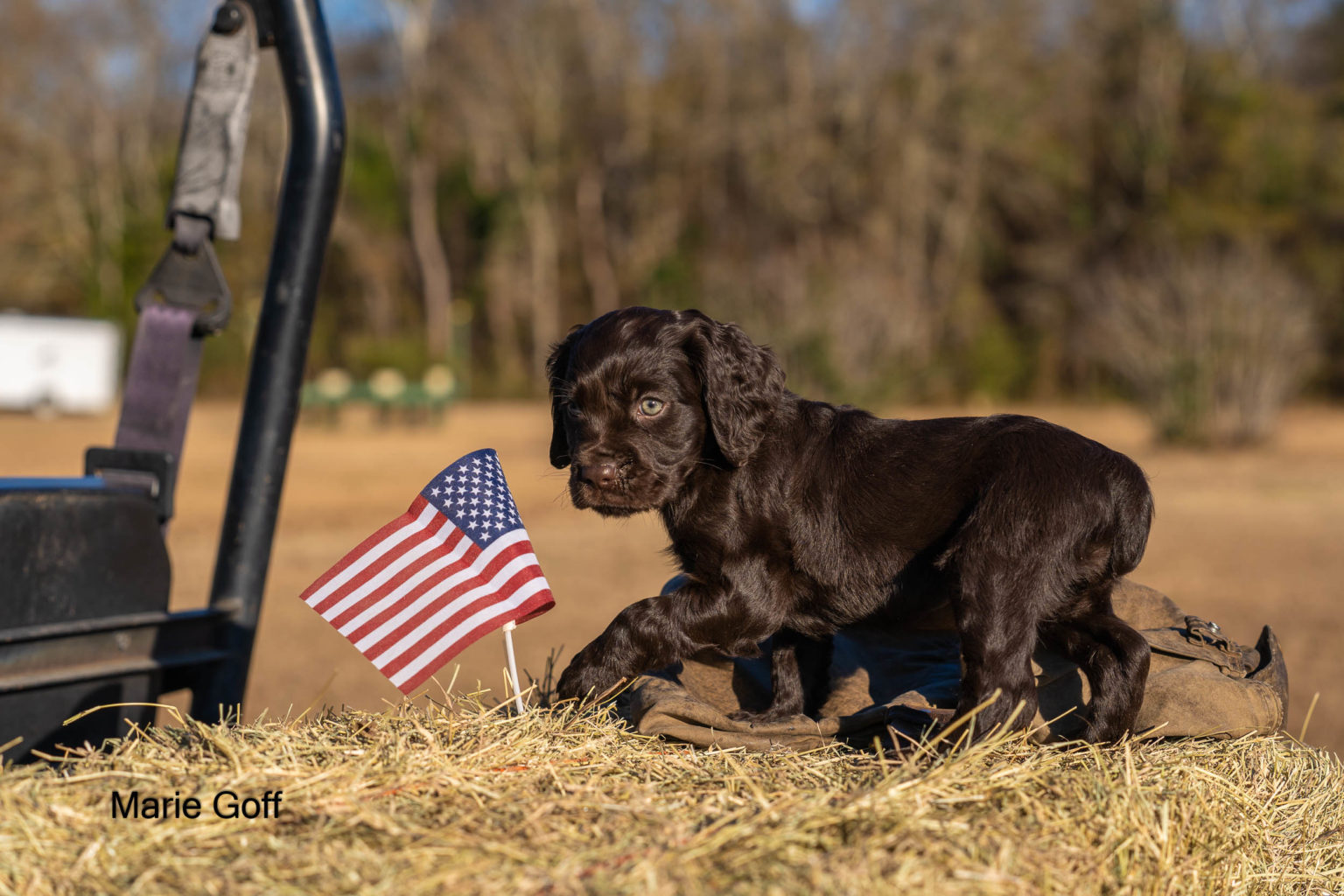 Gun Dog Puppies (Pocotaligo Kennel LLC)