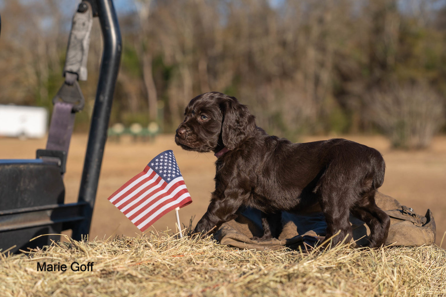 Gun Dog Puppies (Pocotaligo Kennel LLC)