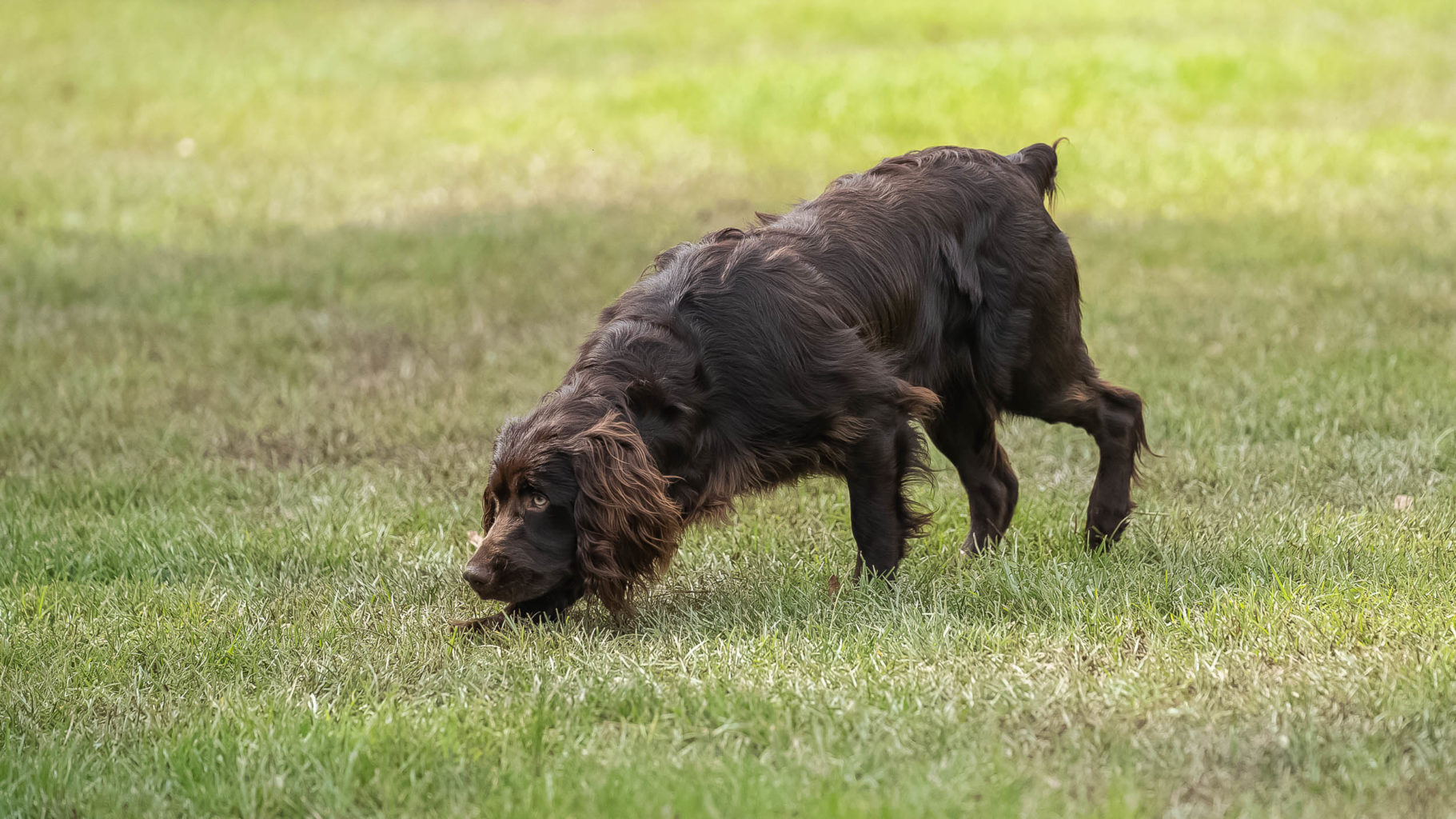 Retriever Dogs