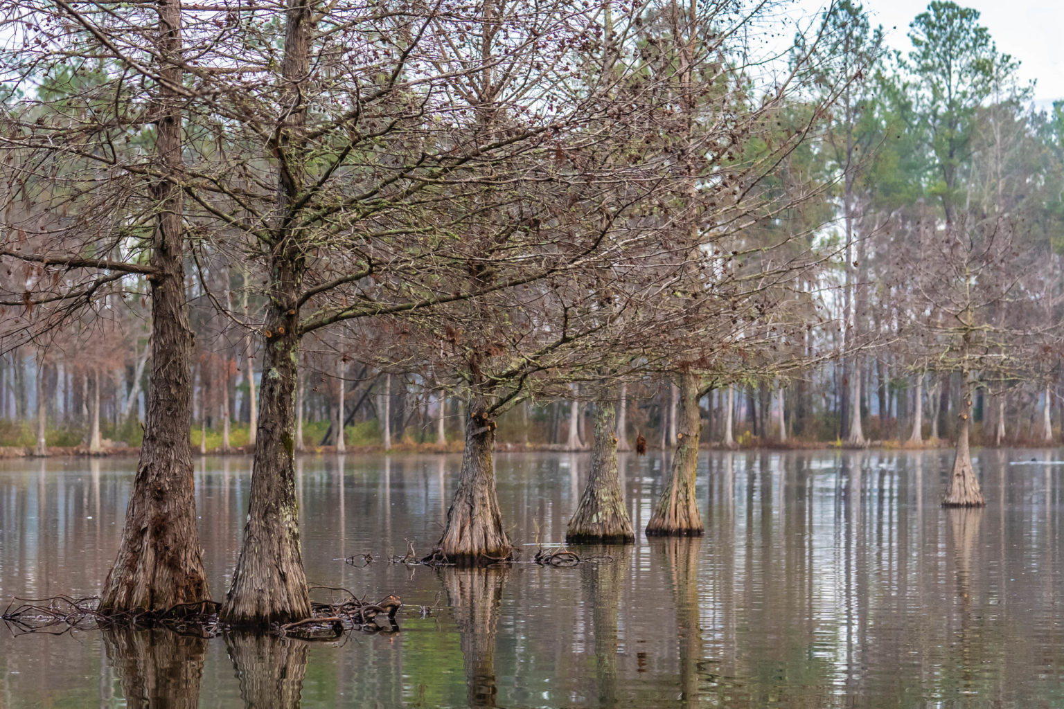 Journey Through South Carolina