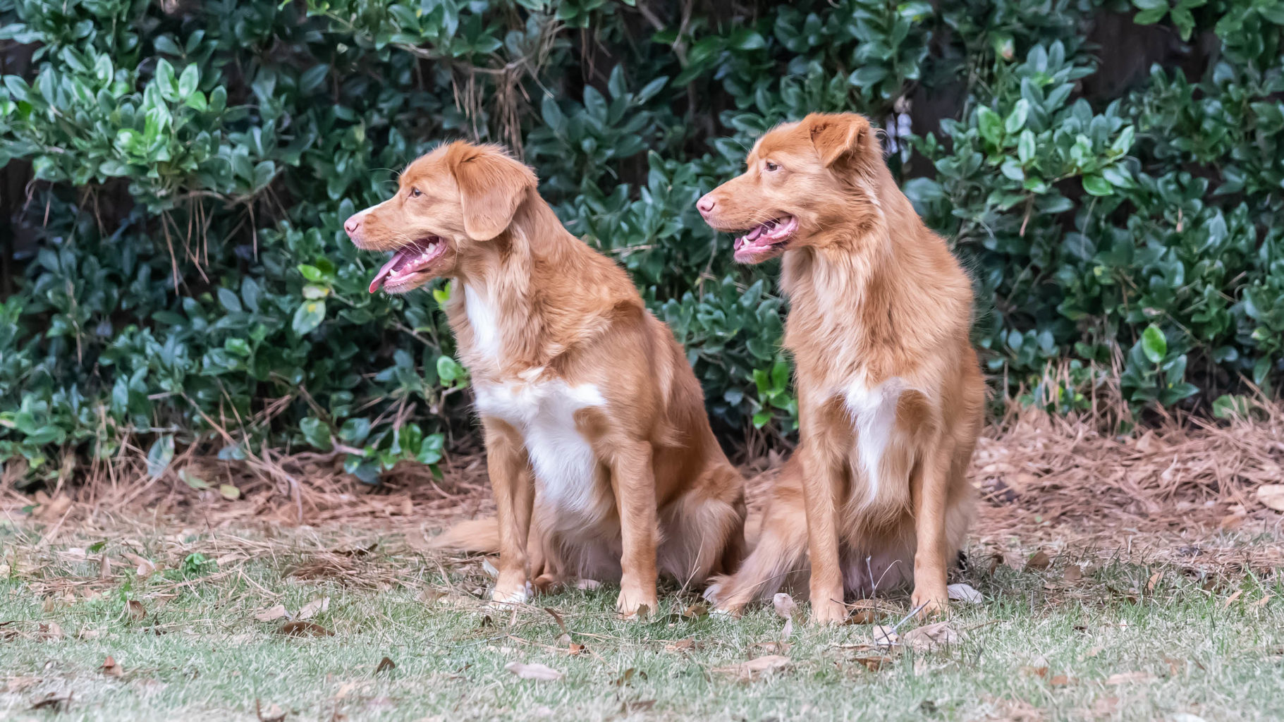 Retriever Dogs