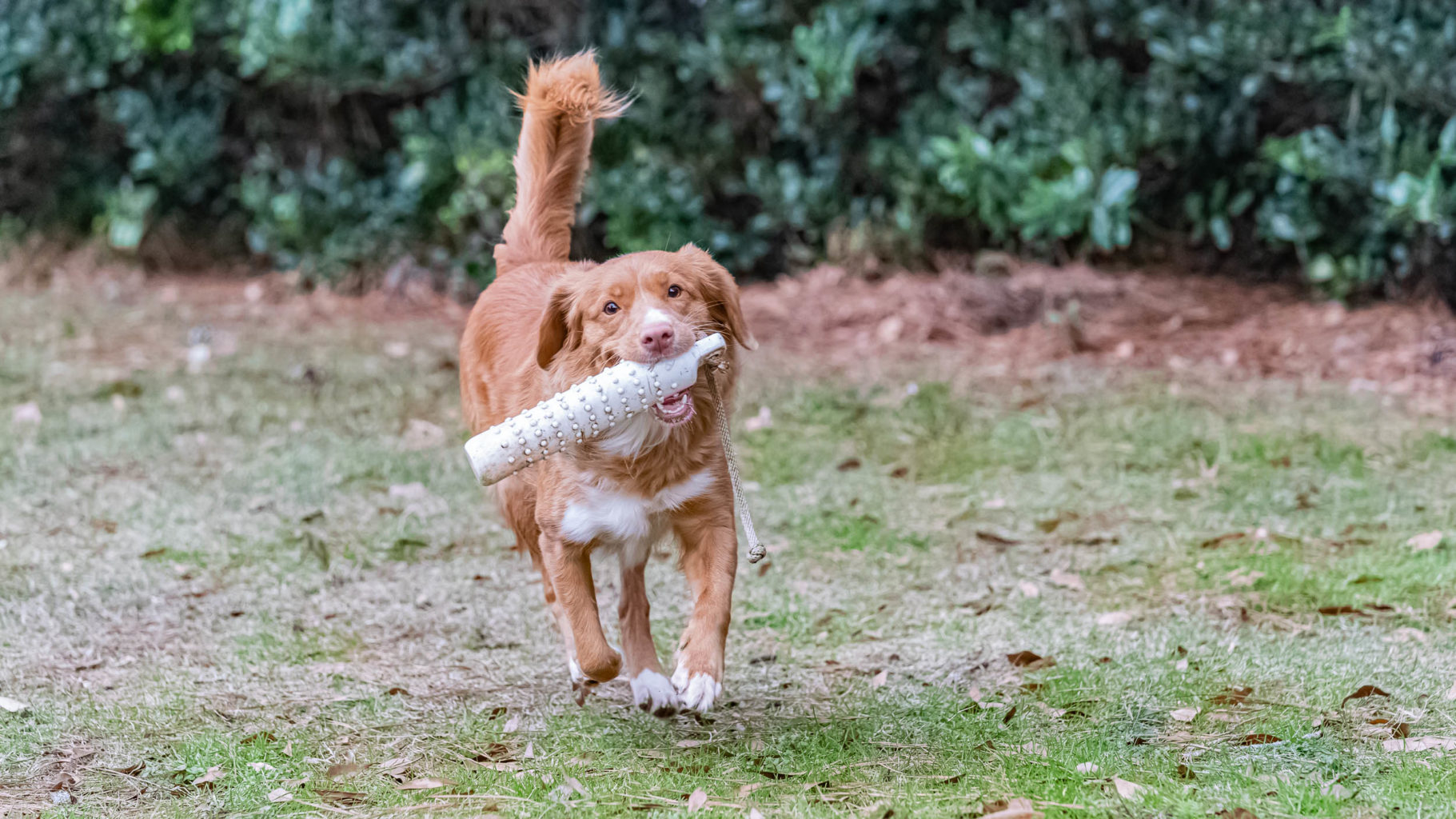 Retriever Dogs